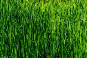 Naturel Contexte - fourrés de vert herbe carex illuminé par le Soleil photo