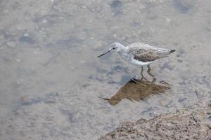 commun jarret vert, tringa nébulaire, dans peu profond l'eau à kingbridge dans devon photo