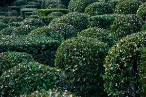 taillé arbustes de divers formes hiver dans une français format jardin photo