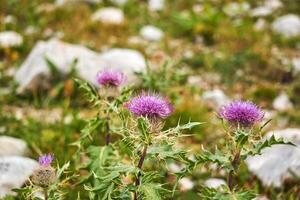 chardon fleur sur flou l'automne Contexte photo