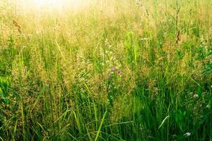 Prairie herbes dans le soleil, chaud Naturel Contexte photo