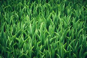 floral Contexte - vert feuilles de herbe photo