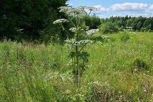 toxique envahissant cannabis sosnovsky Berce du Caucase dans le Prairie photo