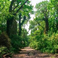 saleté route par subtropical liane forêt photo