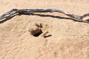 tête de crapaud agama lézard dans ses terrier dans le le sable de le désert photo