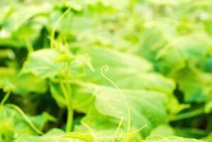 Jeune concombre vigne avec en spirale tordu vrilles photo