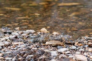 commun gris crapaud camouflé parmi le galets sur le rocheux rivière banque photo