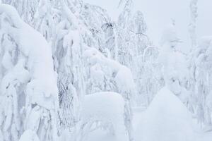 Naturel Contexte - Montagne forêt après lourd chute de neige photo