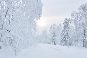 hiver neigeux route parmi congelé des arbres dans une glacial paysage après chute de neige photo