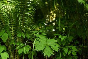 ombragé herbacé sous-bois, bas vue photo