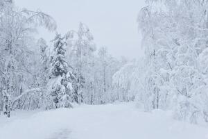 hiver neigeux route parmi congelé des arbres dans une glacial paysage photo