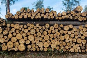 empiler de Couper des arbres dans abattage avec une manuscrit diamètre sur chaque photo