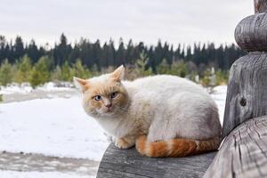 crémeux aux yeux bleus chat séance Extérieur sur le coin de une Journal maison sur le Contexte de une hiver paysage photo