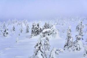 neigeux hiver plateau dans une glacial brume photo