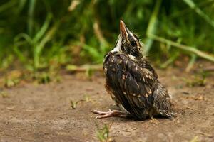 jeune Robin séance sur une chemin photo