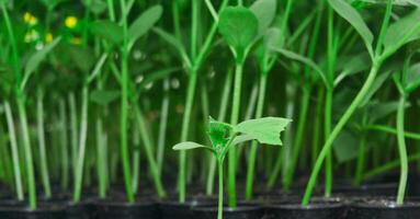 petit vert germer de concombre contre le Contexte de plus âgée semis photo