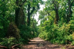 saleté route par subtropical liane forêt photo