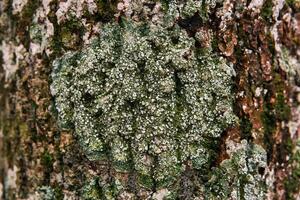 porteur de spores lichen sur le arbre écorce fermer photo
