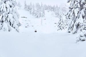 neige couvert forêt dans une Montagne gorge photo