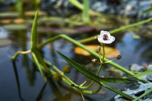 section de une petit trop développé étang avec floraison pointe de flèche photo