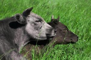 deux vaches dans le pâturage mensonge repos recroquevillé ensemble photo