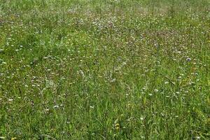 Contexte - épanouissement juillet Prairie de tempéré latitudes photo