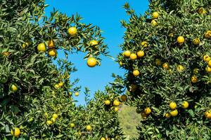 maturité des oranges dans le verger fermer photo