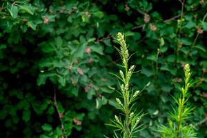 armoise tige sur Naturel plante Contexte photo