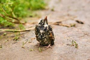 jeune Robin séance sur une chemin photo