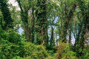 fourré de couvert de lianes des arbres dans une subtropical feuillus forêt photo