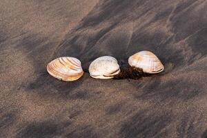 Trois coquilles de le surf palourdes sur noir volcanique le sable photo