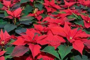 rouge fleurs de poinsettia, aussi connu comme le Noël étoile ou barthélémy étoile, fermer photo