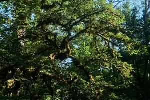 arbre couronnes avec vert feuillage - une Regardez de le bas en haut dans une hêtre bosquet photo