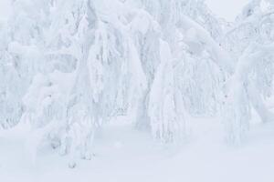 lumière hiver Naturel Contexte - branches de des buissons et des arbres sont couvert avec neige après une chute de neige photo