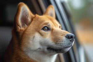 ai généré akita inu chien regards en dehors de un ouvert voiture fenêtre photo