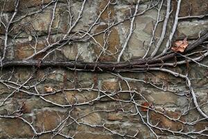 Contexte - une pierre mur enlacé avec sec hiver tiges de sauvage vignes photo
