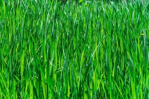 Naturel Contexte - fourrés de vert herbe carex illuminé par le Soleil photo