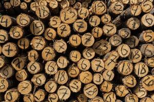 prend fin de abattu des arbres dans abattage avec une manuscrit diamètre sur chaque photo