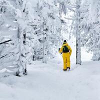 femelle promeneur des promenades par une hiver forêt à la recherche dans une ordinateur de poche ordinateur photo