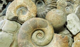 Contexte - ammonite coquilles et autre paléontologique et géologique spécimens sont entassée photo