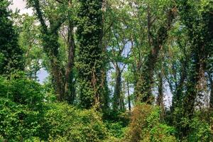 fourré de couvert de lianes des arbres dans une subtropical à feuilles caduques forêt photo