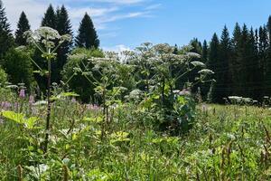 toxique envahissant cannabis sosnovsky Berce du Caucase dans le Prairie photo