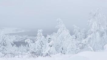 glacial hiver paysage - des arbres dans givre et une couvert de neige forêt à le horizon photo