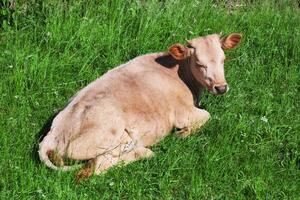 lumière rouge génisse repos dans le Prairie photo