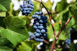 bouquet de mûr les raisins sur une vigne photo