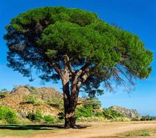 magnifique vieux pin arbre sur le bord de mer photo