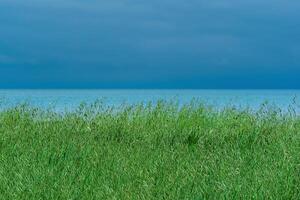 Prairie avec vert oreille herbe sur le rivage photo