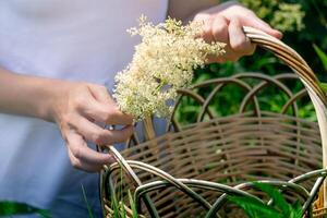 Jeune femme herboriste se rassemble reine des prés inflorescences dans une panier, mains fermer photo