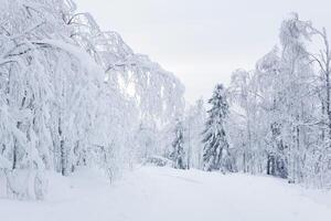 hiver neigeux route parmi congelé des arbres dans une glacial paysage photo