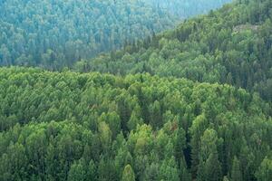 boisé vallonné paysage, arbre couronnes dans le forêt de une des oiseaux œil vue photo